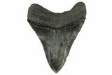 Bargain, 4.68" Fossil Megalodon Tooth - South Carolina - #200809-2